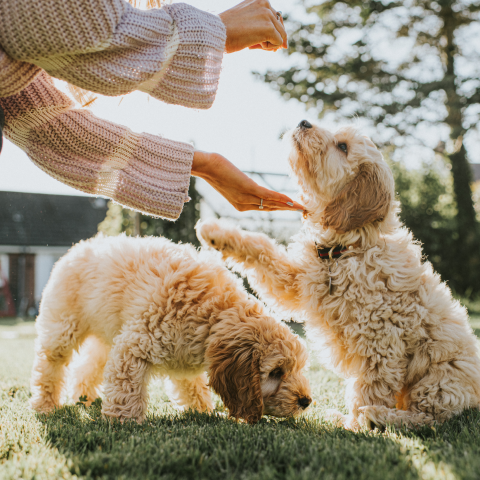 Image Link For R&eacute;compenser votre petit chien efficacement
