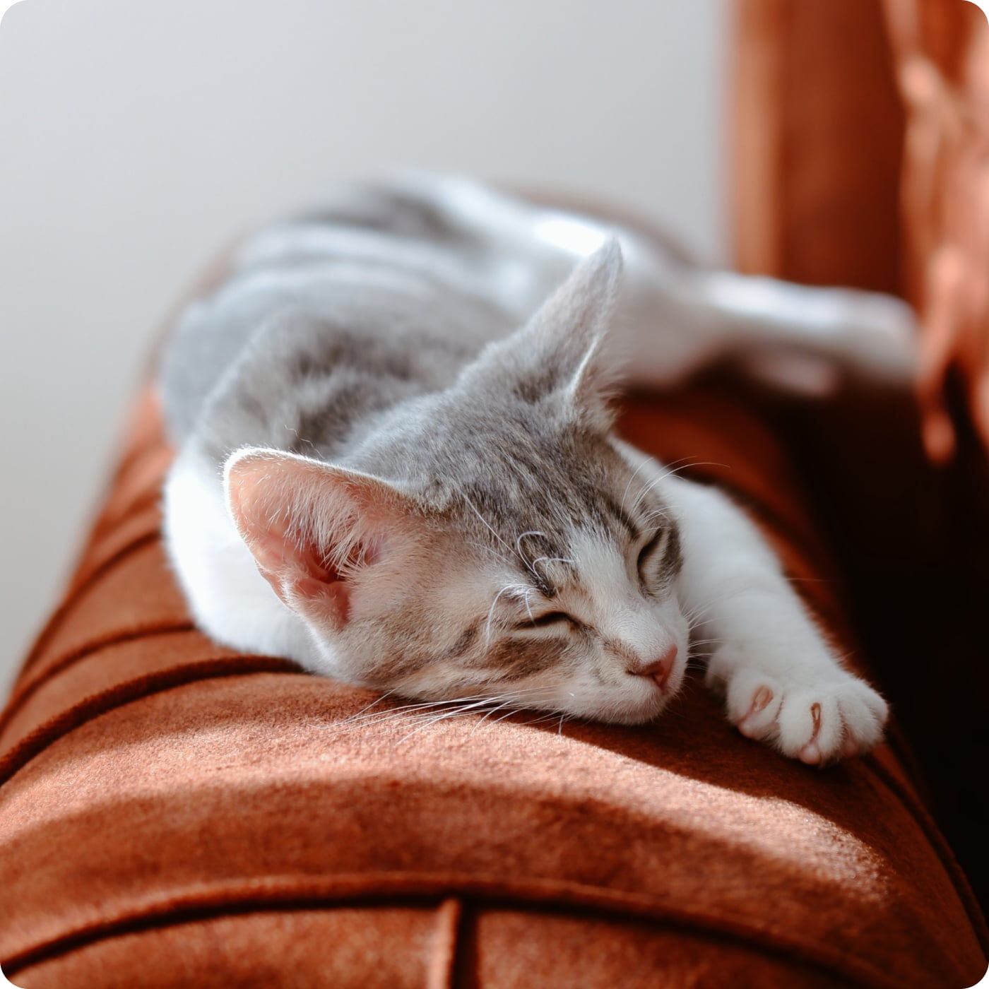 chat endormi