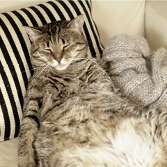 Image Link For Mon chat est-il trop gros ?