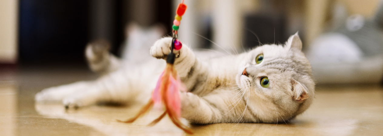 enfants jouant avec un chat