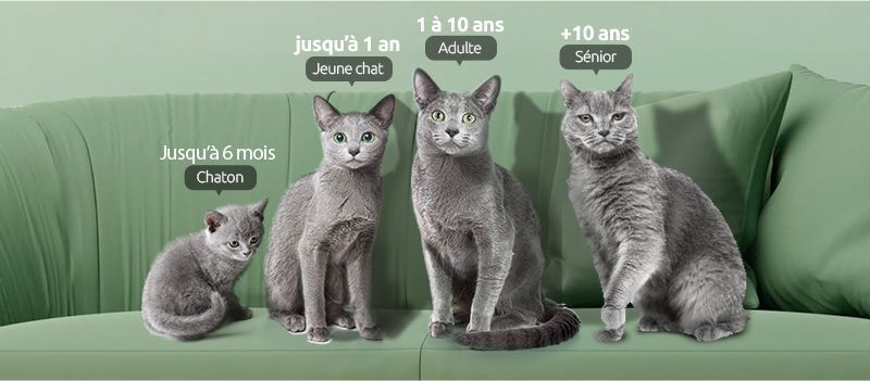 image d&eacute;crivant les diff&eacute;rents &acirc;ges d'un chat