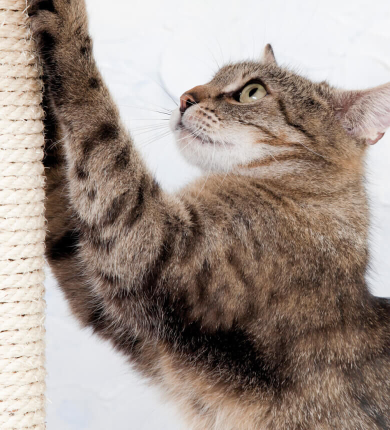 Image Link For Griffoir id&eacute;al : le bon choix pour votre chat