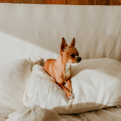 Image Link For Nom de chien en C : id&eacute;es originales