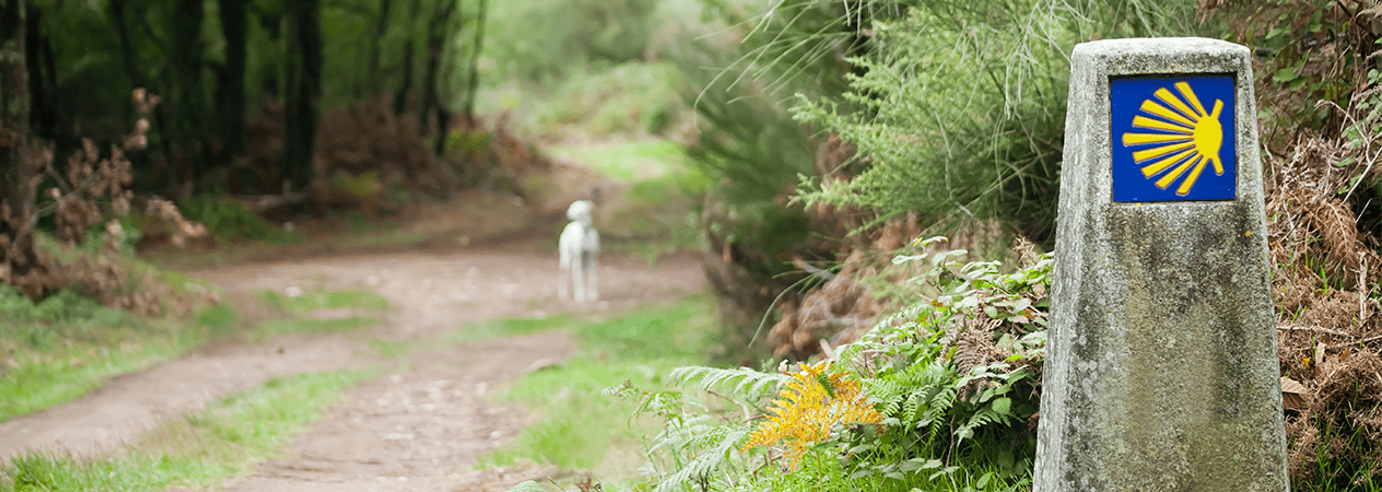 Conseils et r&egrave;gles &agrave; suivre pour faire le Chemin de Saint-Jacques avec votre chien