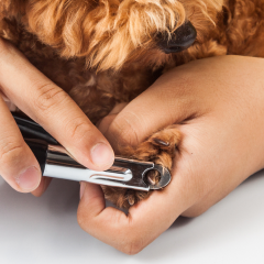 Image Link For Comment couper les griffes du chien