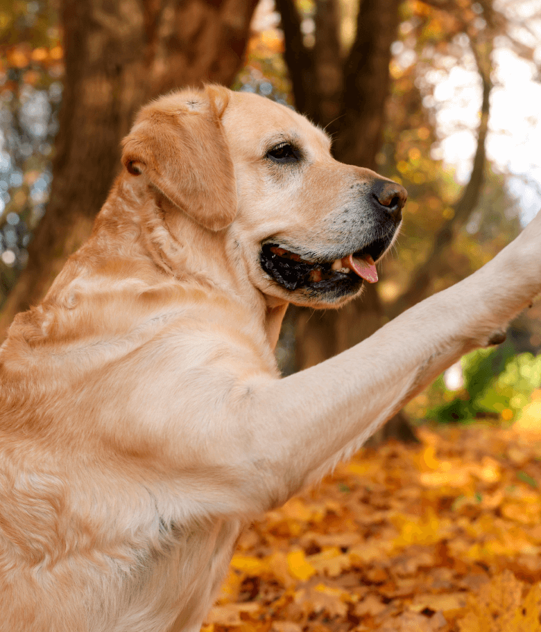 Image Link For Gestes et langage corporel du chien