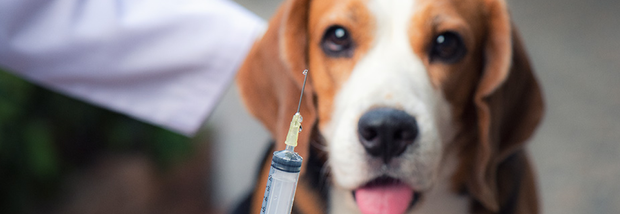 calendrier de vaccination des chiens