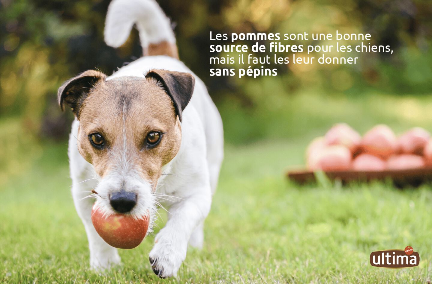 Chien ayant une pomme sur la t&ecirc;te