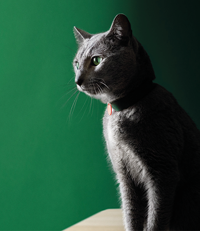 Image Link For Soins du chat st&eacute;rilis&eacute; : que surveiller