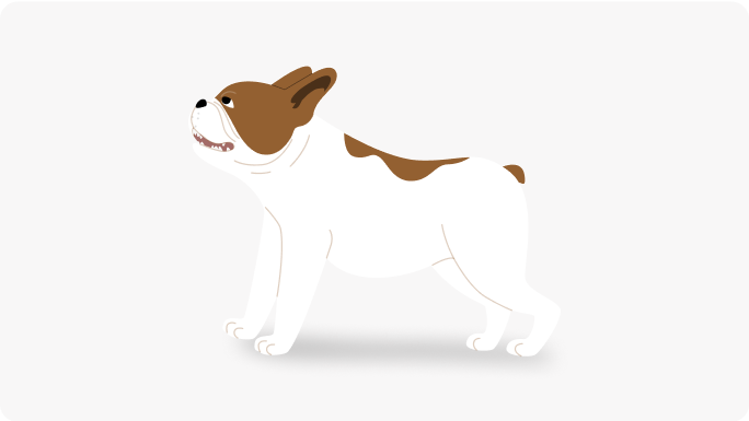 posture d'agressivit&eacute; d&eacute;fensive du chien