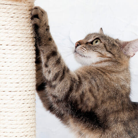 Image Link For Griffoir id&eacute;al : le bon choix pour votre chat