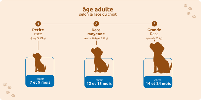 &Acirc;ge maturit&eacute; selon la race de votre chien