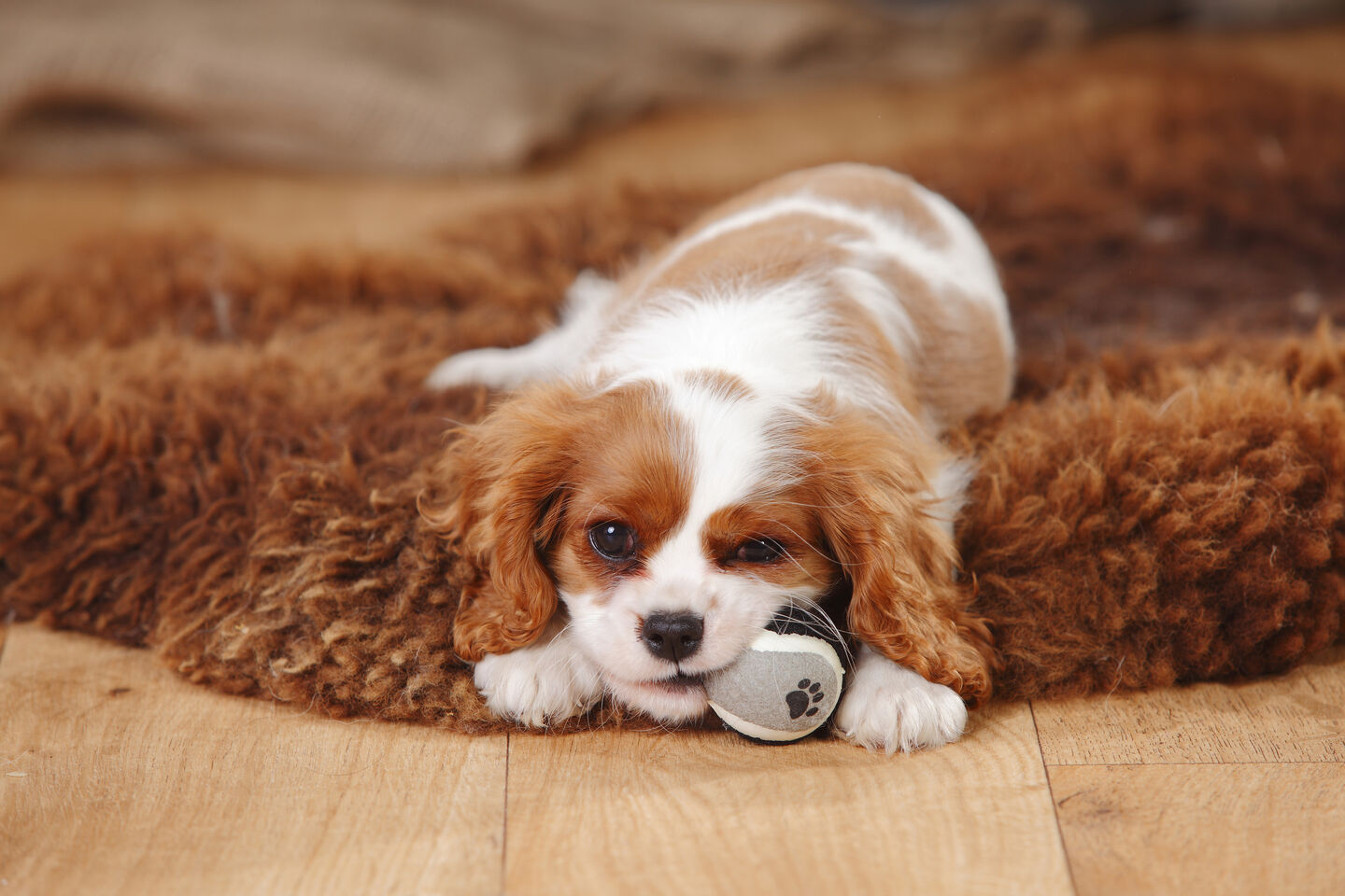 Cavalier King Charles Spaniel allong&eacute; sur un tapis mordant une balle