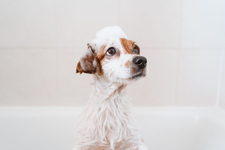 Chien dans la baignoire