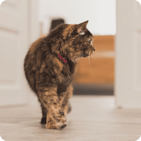 Chat explorant la maison