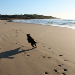 Image Link For Plages autoris&eacute;es aux chiens : carte compl&egrave;te 