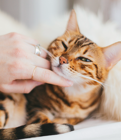 Image Link For Pourquoi le chat ronronne ?
