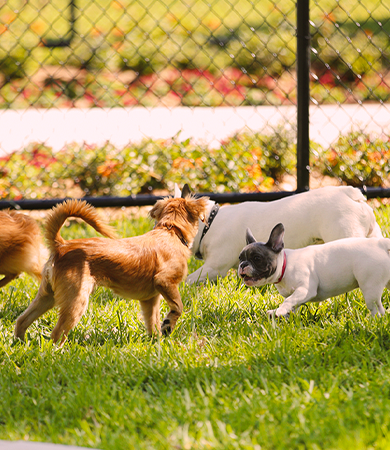 Image Link For Probl&egrave;mes de printemps chez le chien
