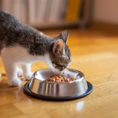 Image Link For &Agrave; quel &acirc;ge un chaton mange-t-il seul ?