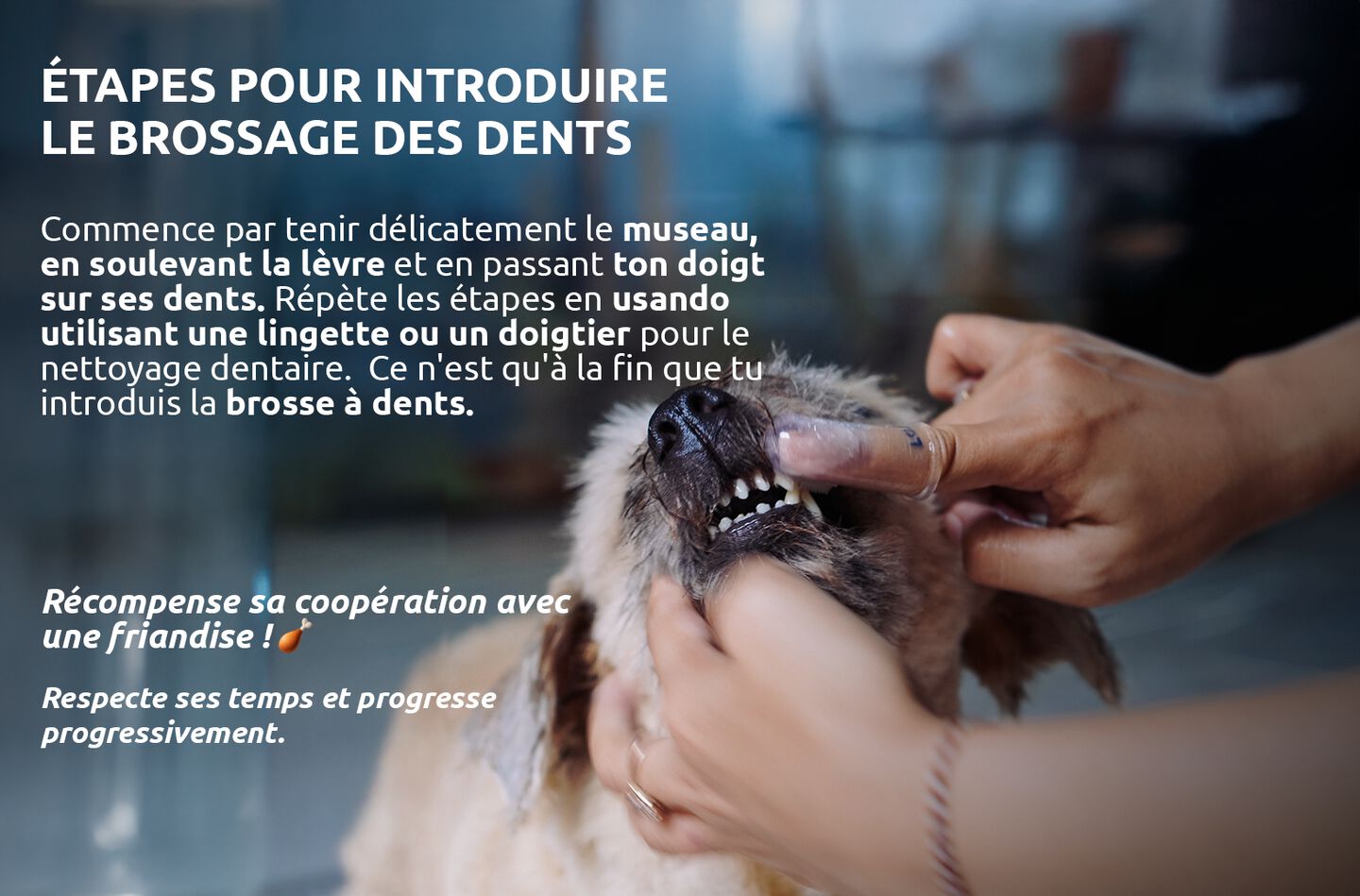 Brosser les dents du chien