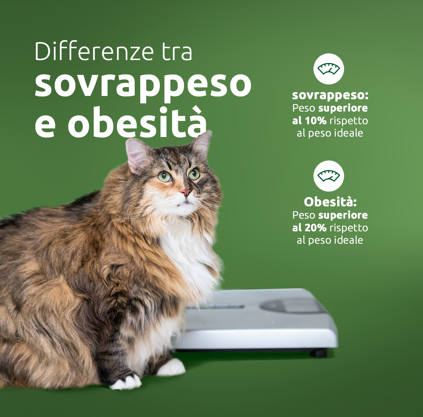 Sovrappeso e obesit&agrave; nel gatto