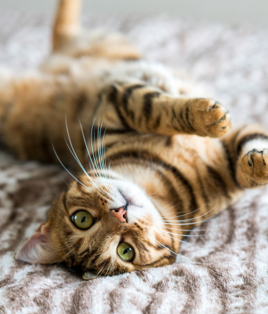 Image Link For Fasi della vita del tuo gatto: da gattino a senior