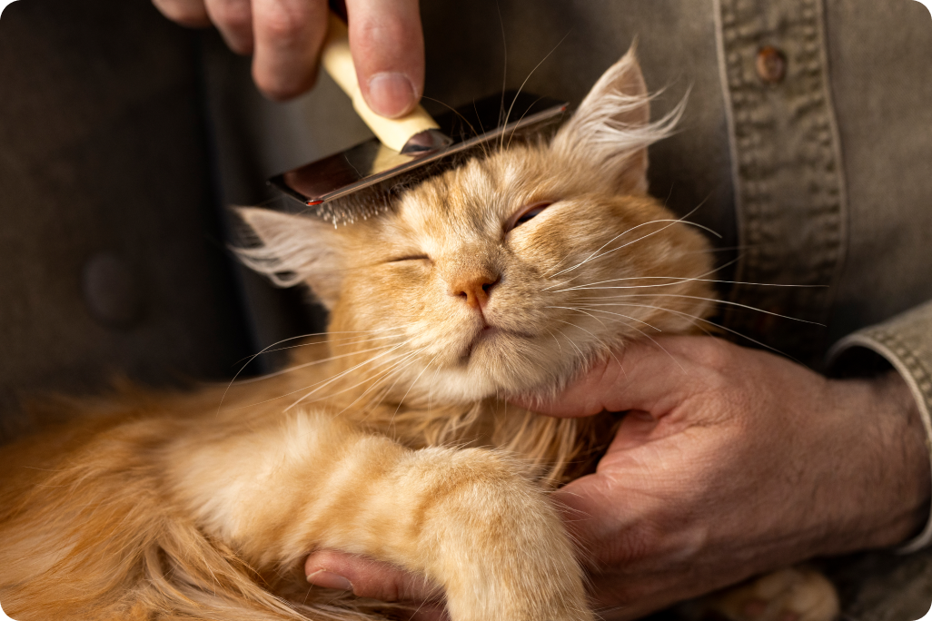 Spazzolare il gatto