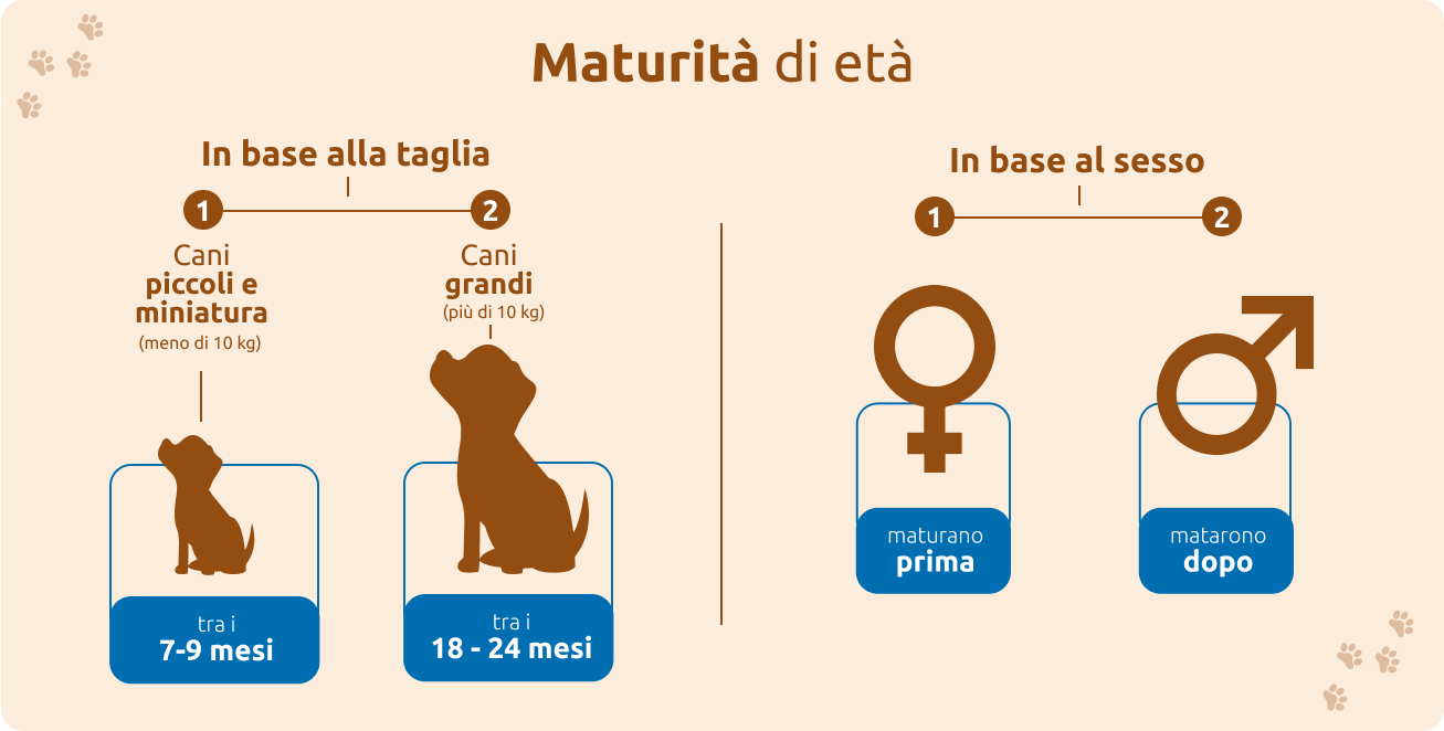 Maturit&agrave; di et&agrave; In base alla taglia