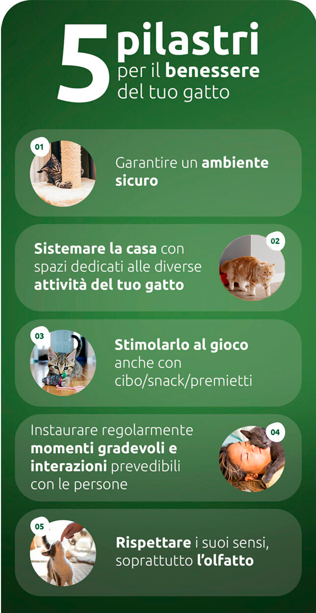 5 pilastri per il benessere del tuo gatto