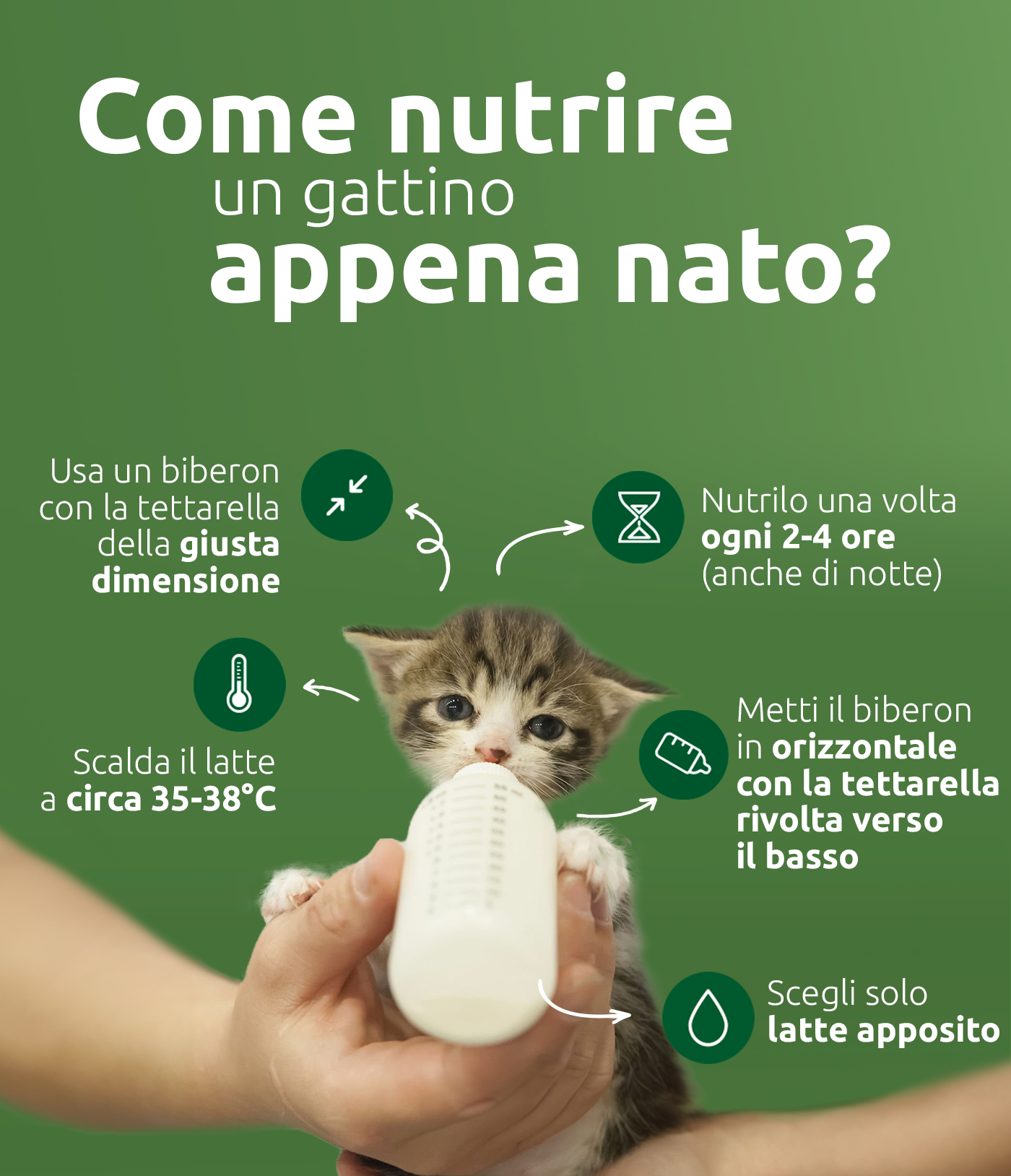 Come nutrire un gattino appena nato