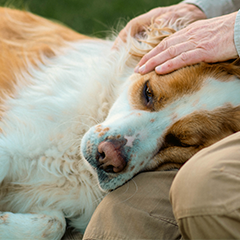Image Link For Diarrea nei cani: cause, segni clinici e trattamenti comuni 