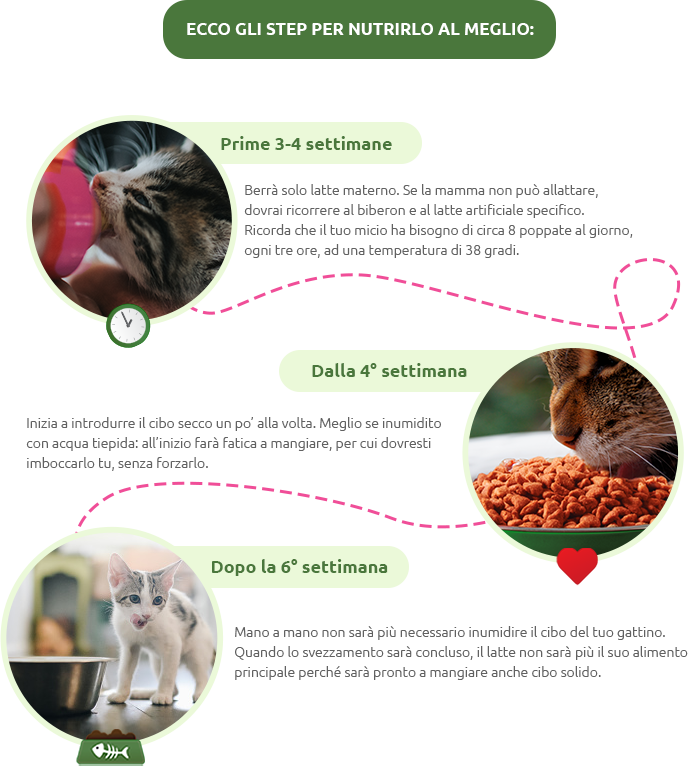 ECCO GLI STEP PER NUTRIRLO AL MEGLIO
