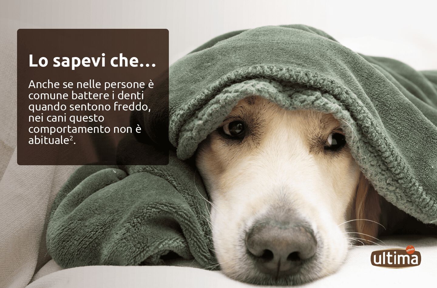 Cane bianco sul tappeto di casa con una coperta addosso. Testo: &ldquo;Lo sapevi che&hellip; Anche se nelle persone &egrave; comune battere i denti quando sentono freddo, nei cani questo comportamento non &egrave; abituale 