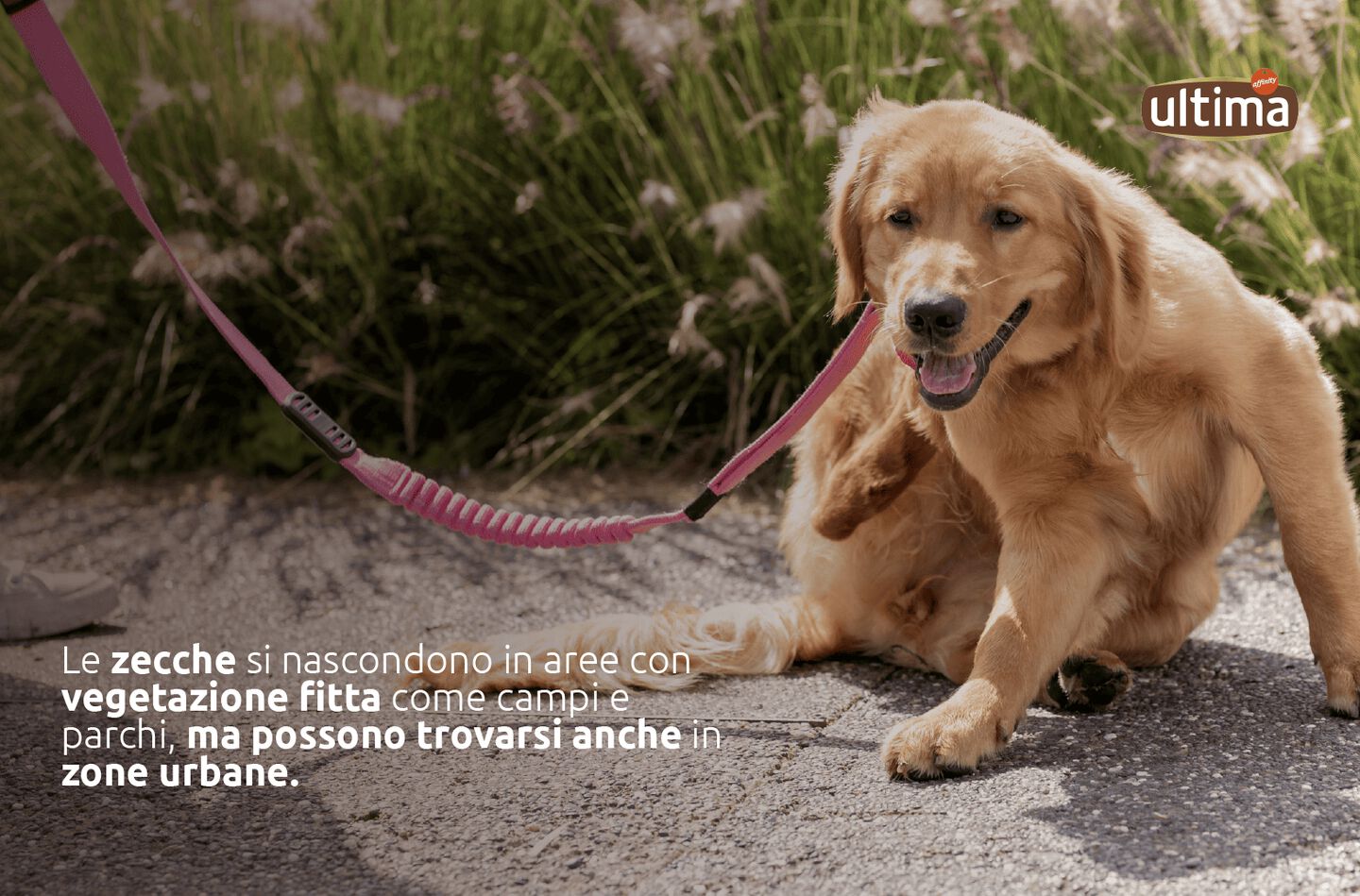Cane in un campo. Testo sull&rsquo;immagine: &ldquo;Le zecche si nascondono in aree con vegetazione fitta come campi e parchi, ma possono trovarsi anche in zone urbane.&rdquo;
