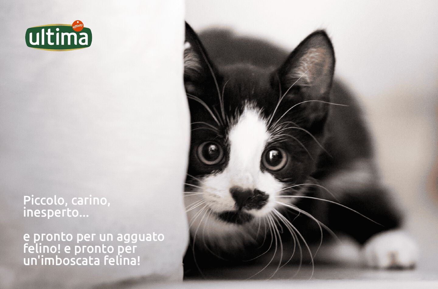 &ldquo;Immagine di un gattino che mostra le mani, testo a lato: &rdquo;Piccolo, carino, inesperto... e pronto per un agguato felino!