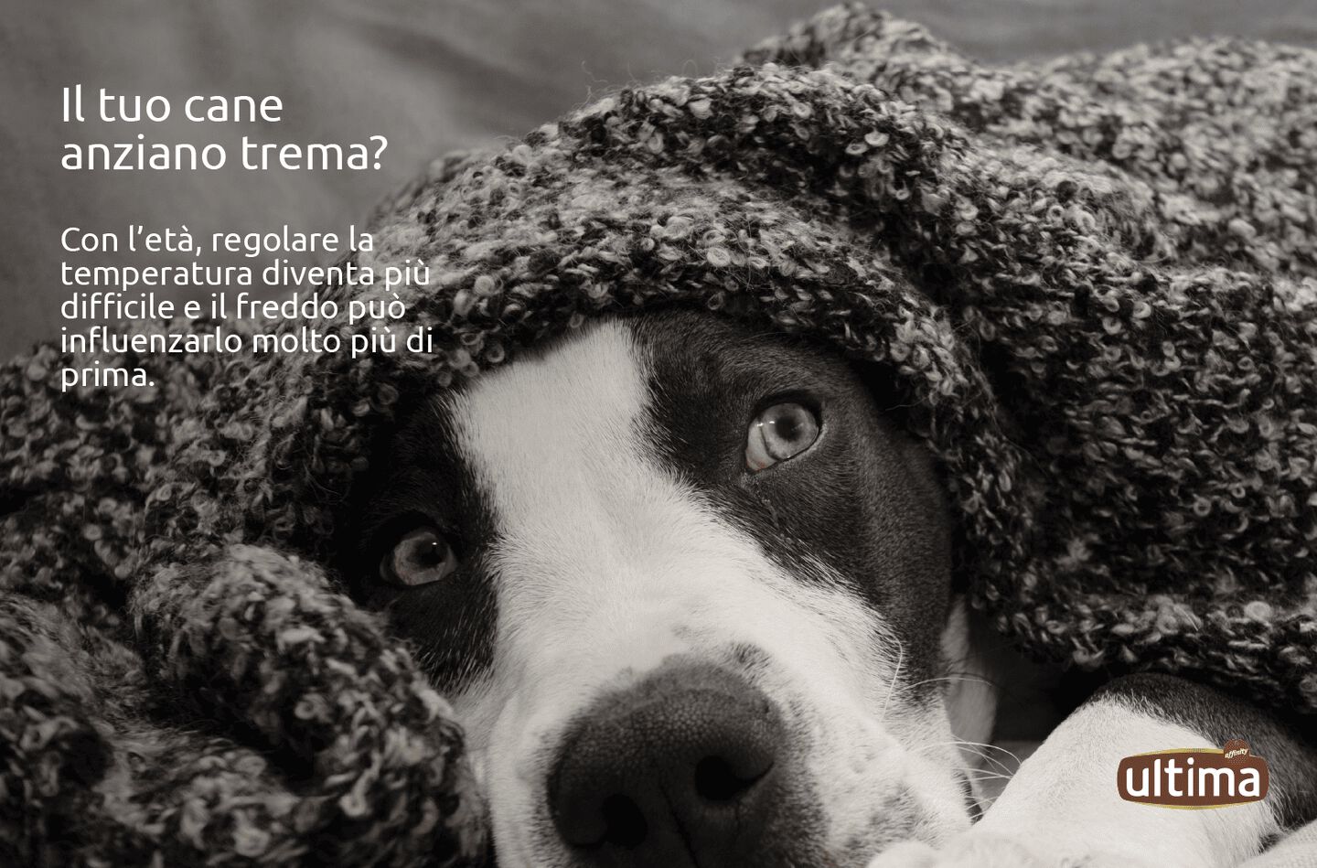 &ldquo;Fotografia di un cane coperto da una coperta. Testo: &ldquo;Il tuo cane anziano trema? Con l&rsquo;et&agrave;, regolare la temperatura diventa pi&ugrave; difficile e il freddo pu&ograve; influenzarlo molto pi&ugrave; di prima.&rdquo;