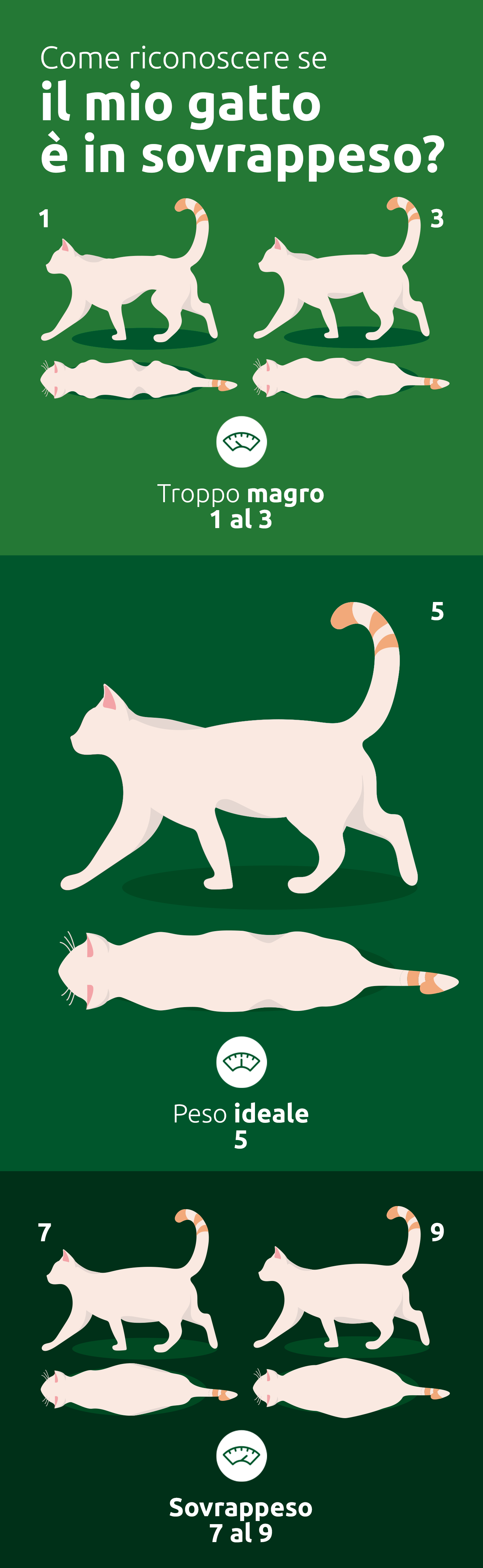 Come faccio a sapere se il mio gatto ha il suo peso ideale?