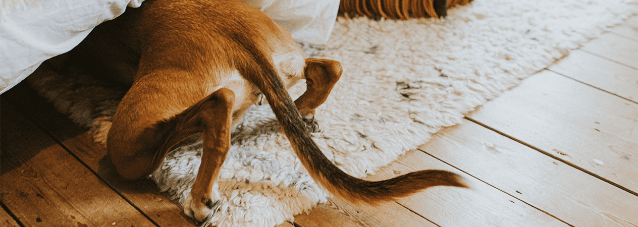 Il mio cane trema