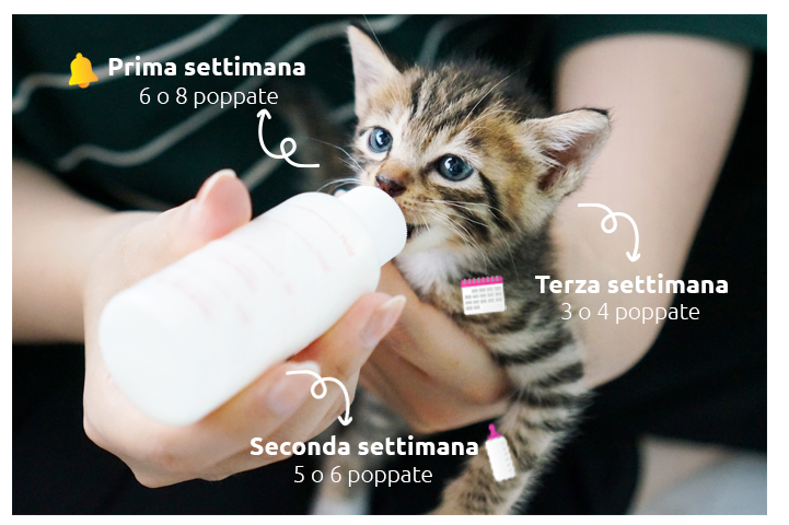gatto appena nato con bottiglia