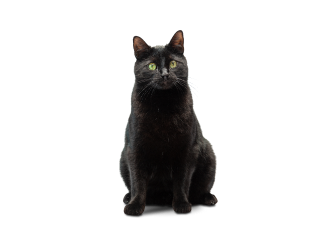 Gatto Bombay