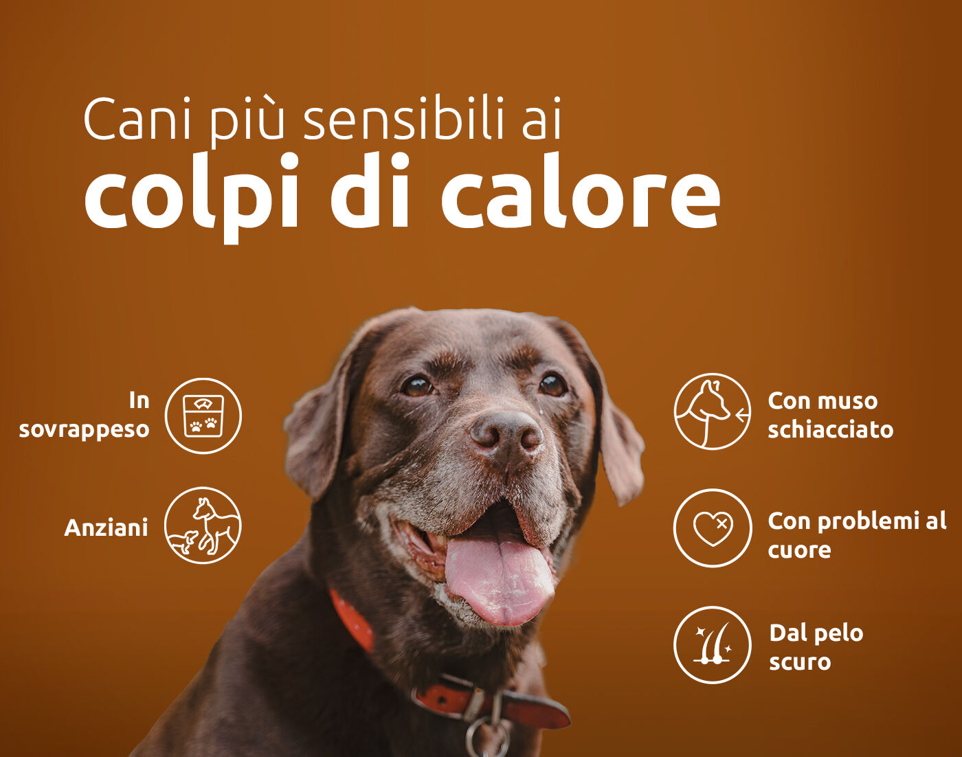 Cani pi&ugrave; soggetti al colpo di calore