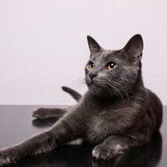Image Link For Nomi per gatti: trova il nome perfetto