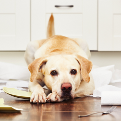 Image Link For Il mio cane morde tutto a casa, che posso fare?