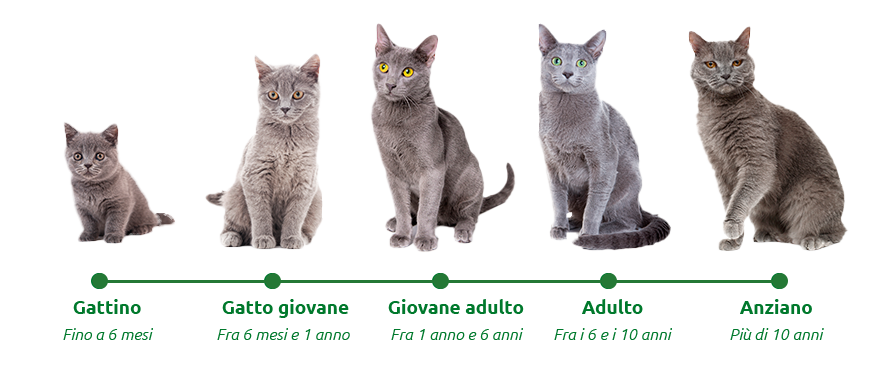 et&agrave; di un gatto
