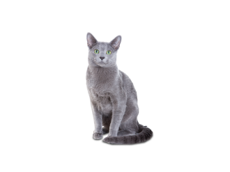 Gatto Blu di Russia