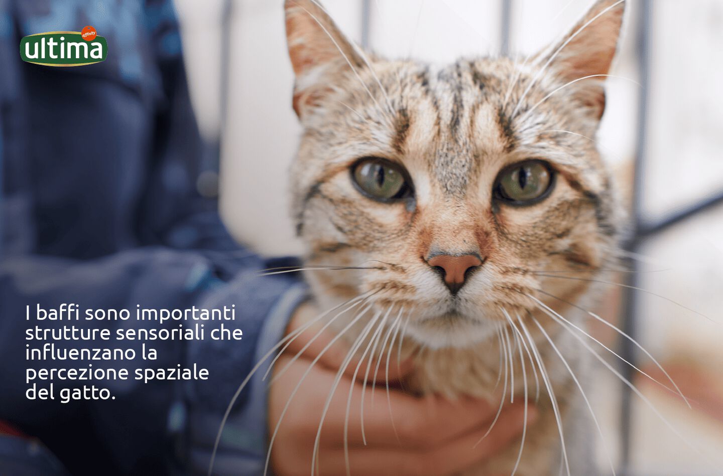 Fotografia di un gatto grigio con lunghi baffi bianchi e occhi verdi che guarda verso l&rsquo;alto.