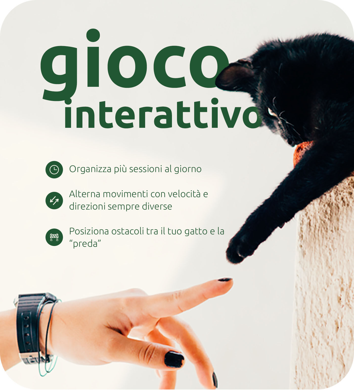 gatto che tocca la mano di una persona