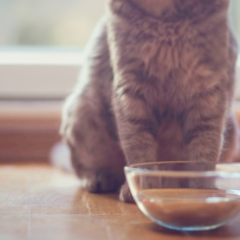 Image Link For Il mio gatto non beve. Che faccio?