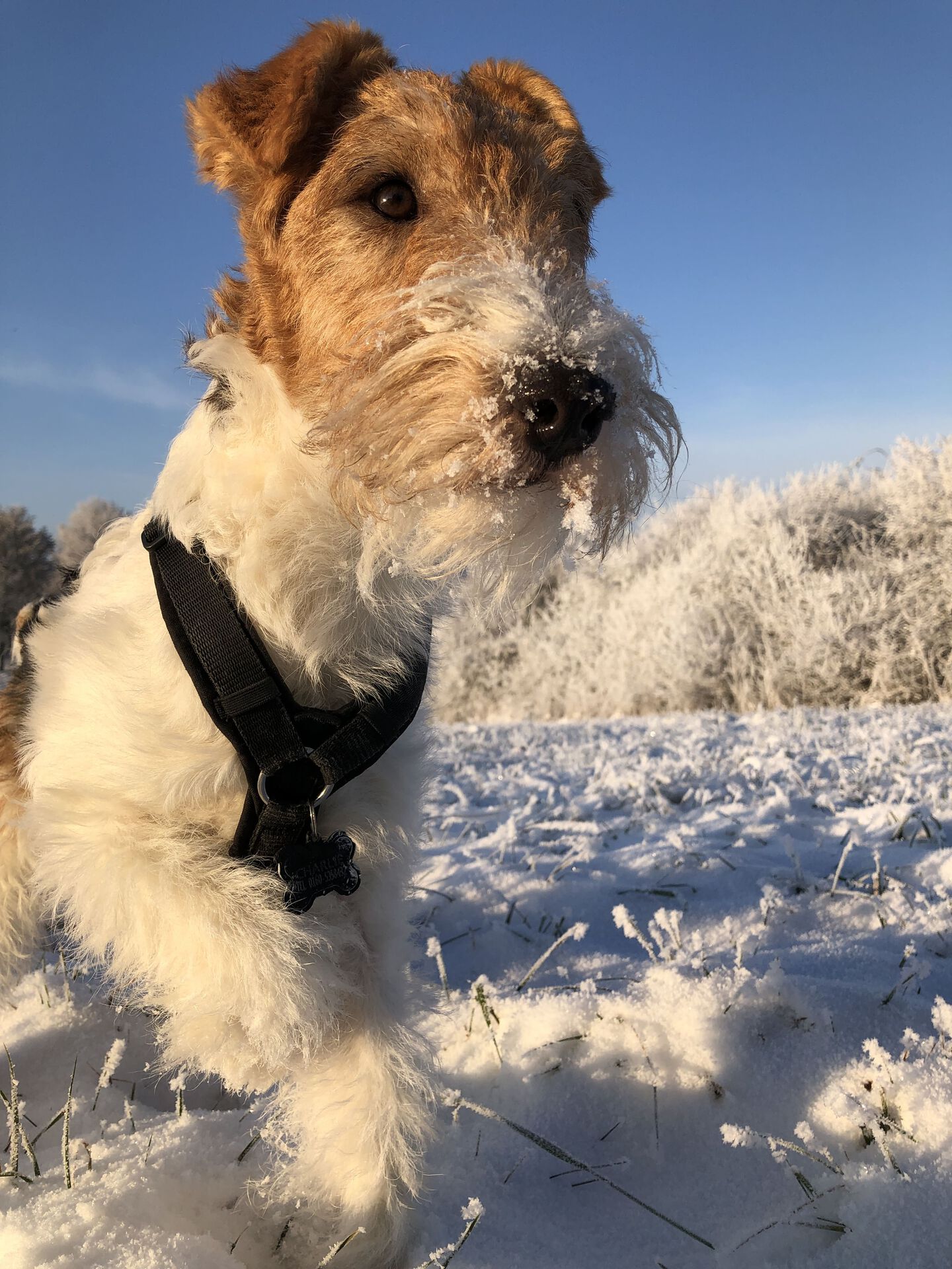 Cane nella neve
