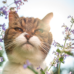 Image Link For L&rsquo;erba gatta fa bene al mio gatto?